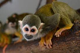 Monkey Profile