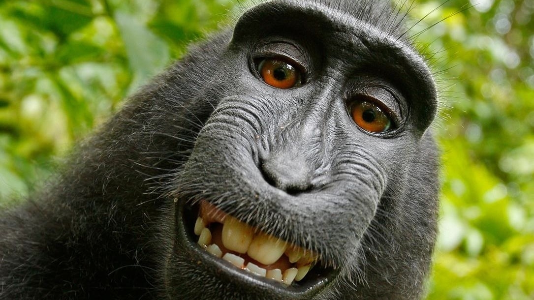 Monkey Profile